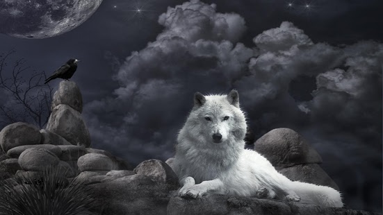 Wolf HD Live Wallpaper Animals APK for Kindle Fire Download ANDROID