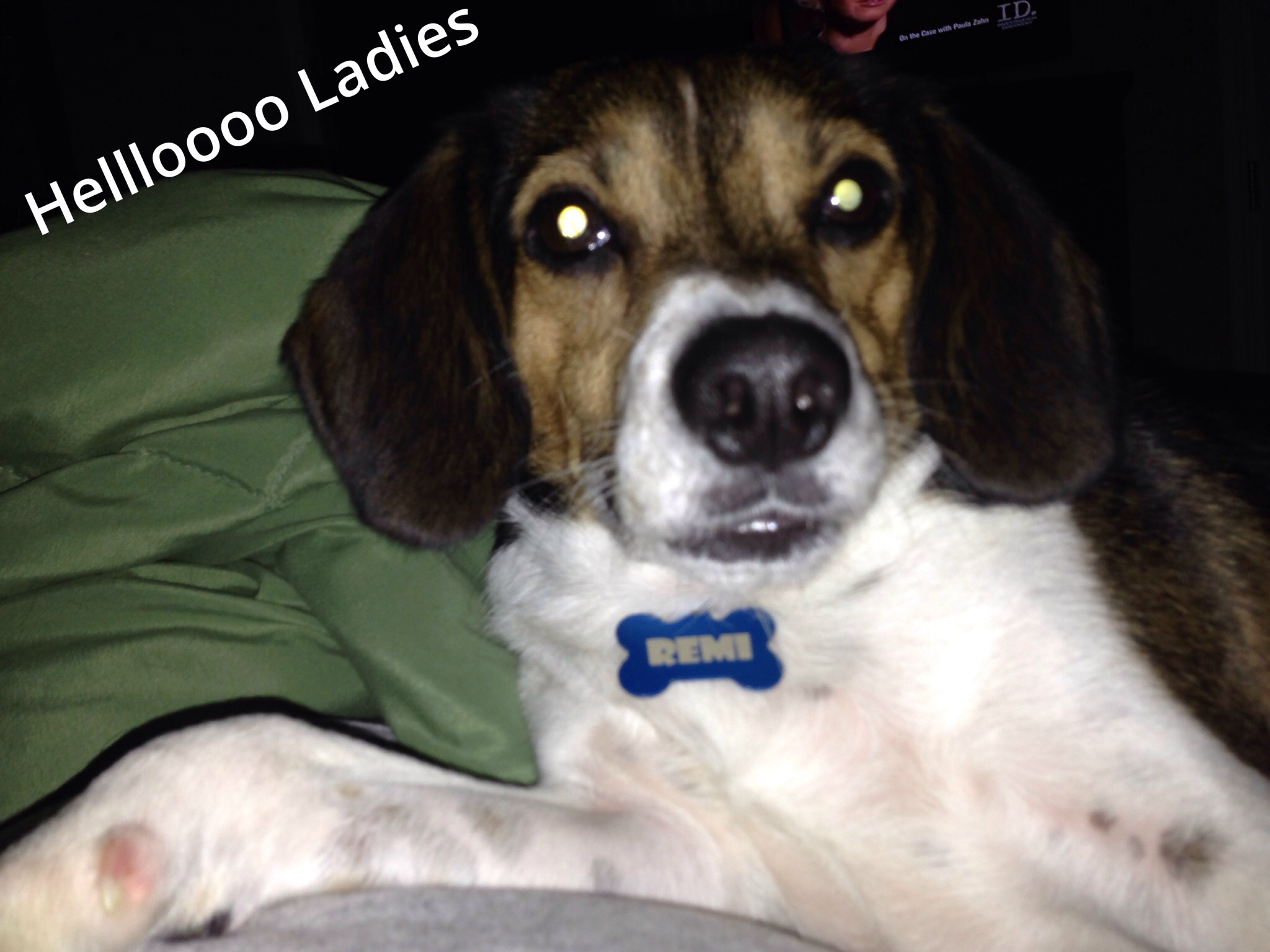 Beagles Funny Doblelol