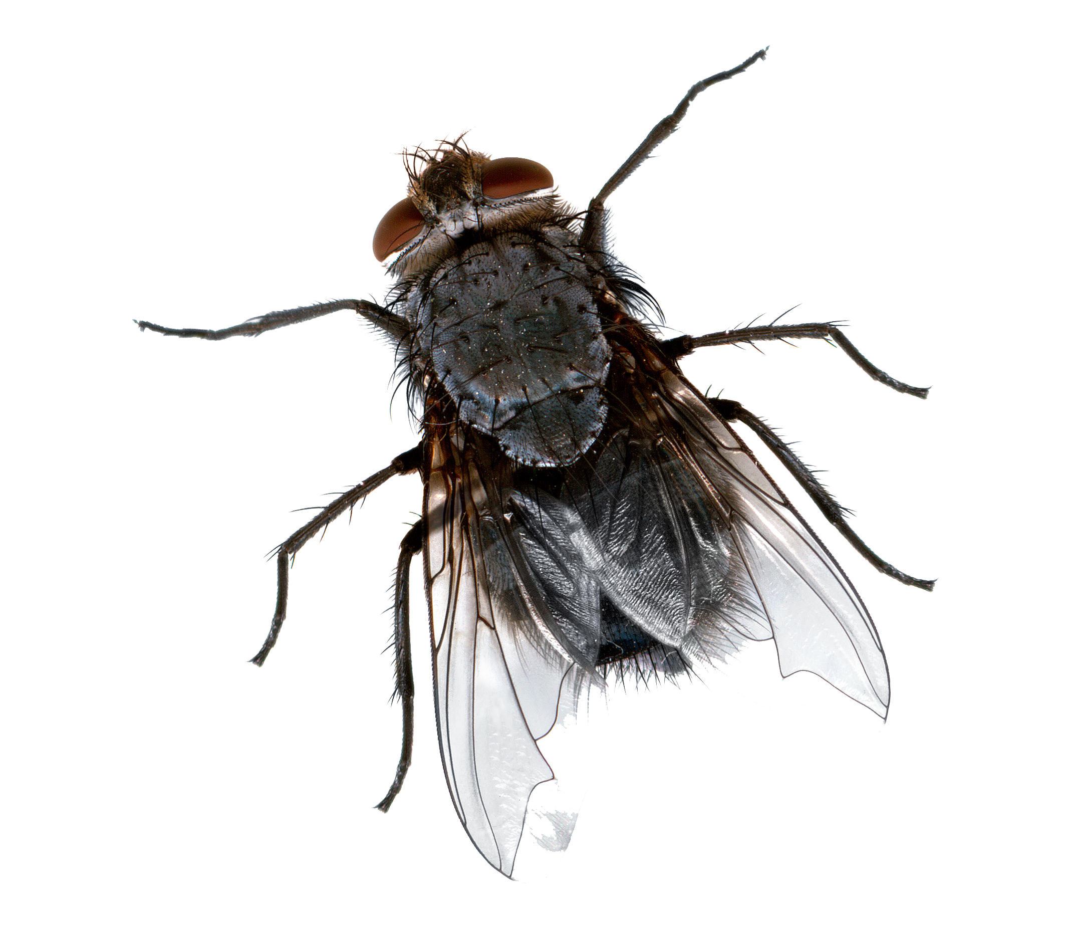 Flies Transparent Background Png Mart