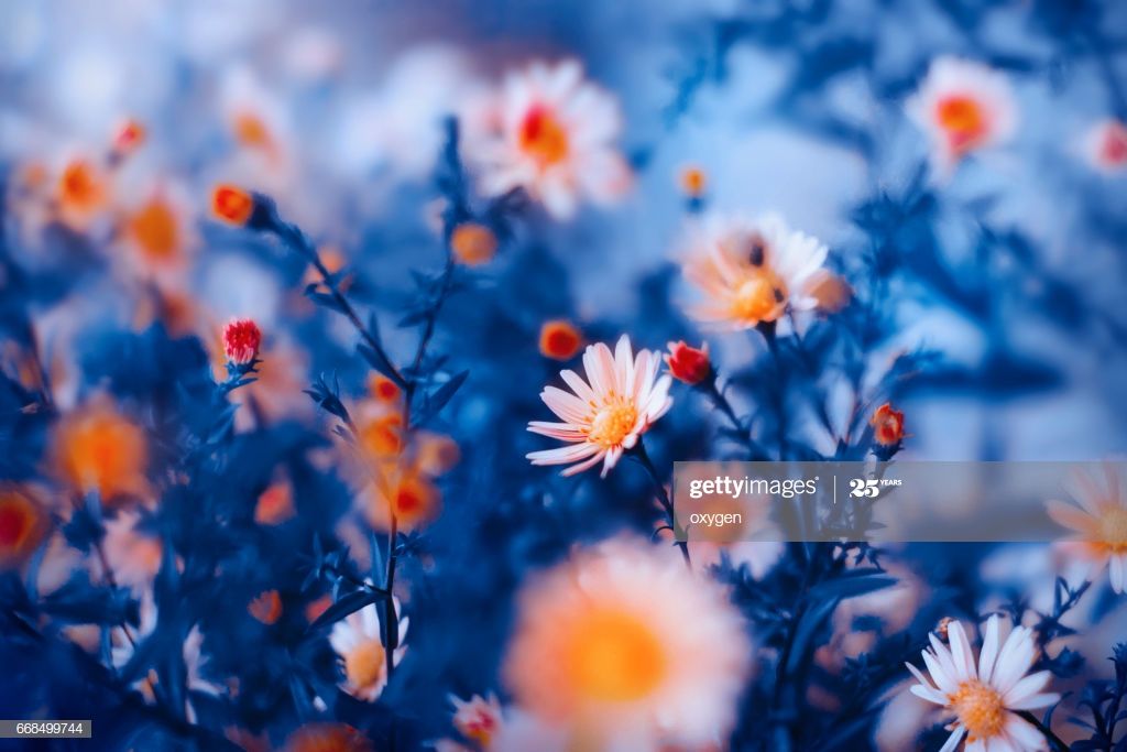 Abstract Orange Flower On Dark Blue Background Oranje Bloemen