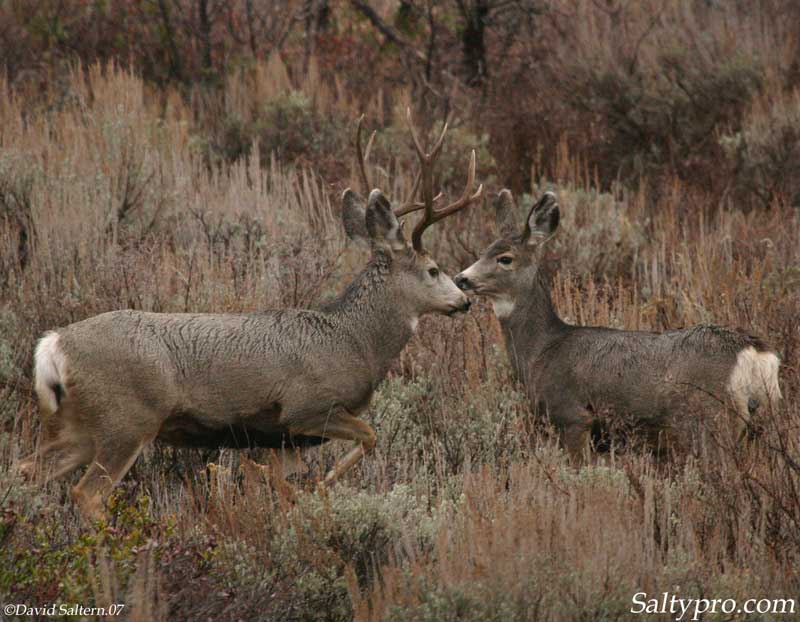 Deer Monster Mule Wallpaper Utah