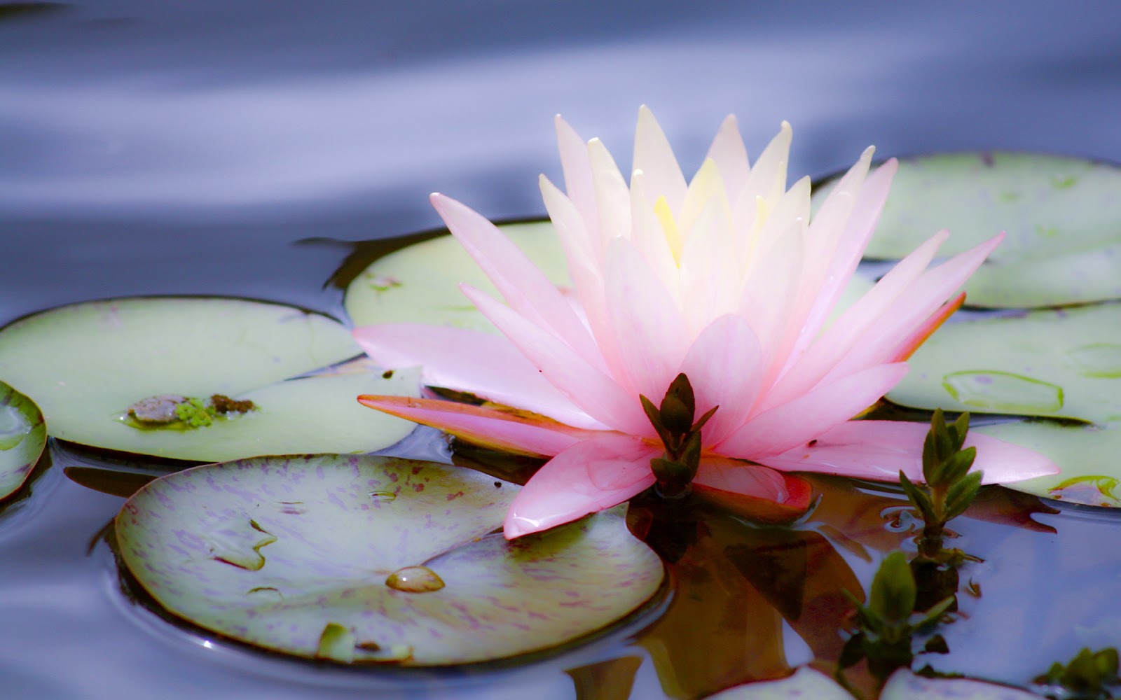 Beautiful Lotus Flowers On River Surrounded By Green Trees HD Nature  Wallpapers  HD Wallpapers  ID 71668