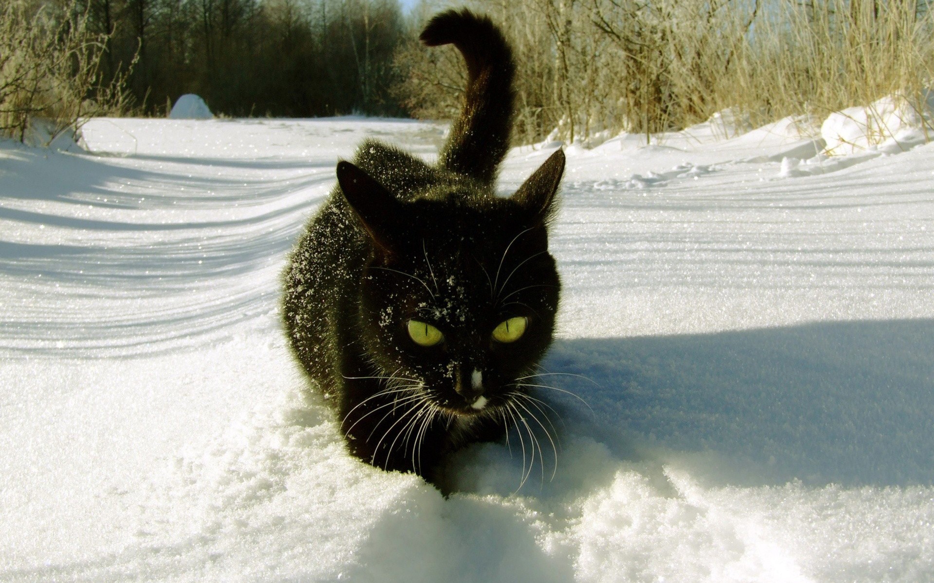 Black Cat In The Snow Wallpaper Stock Photos