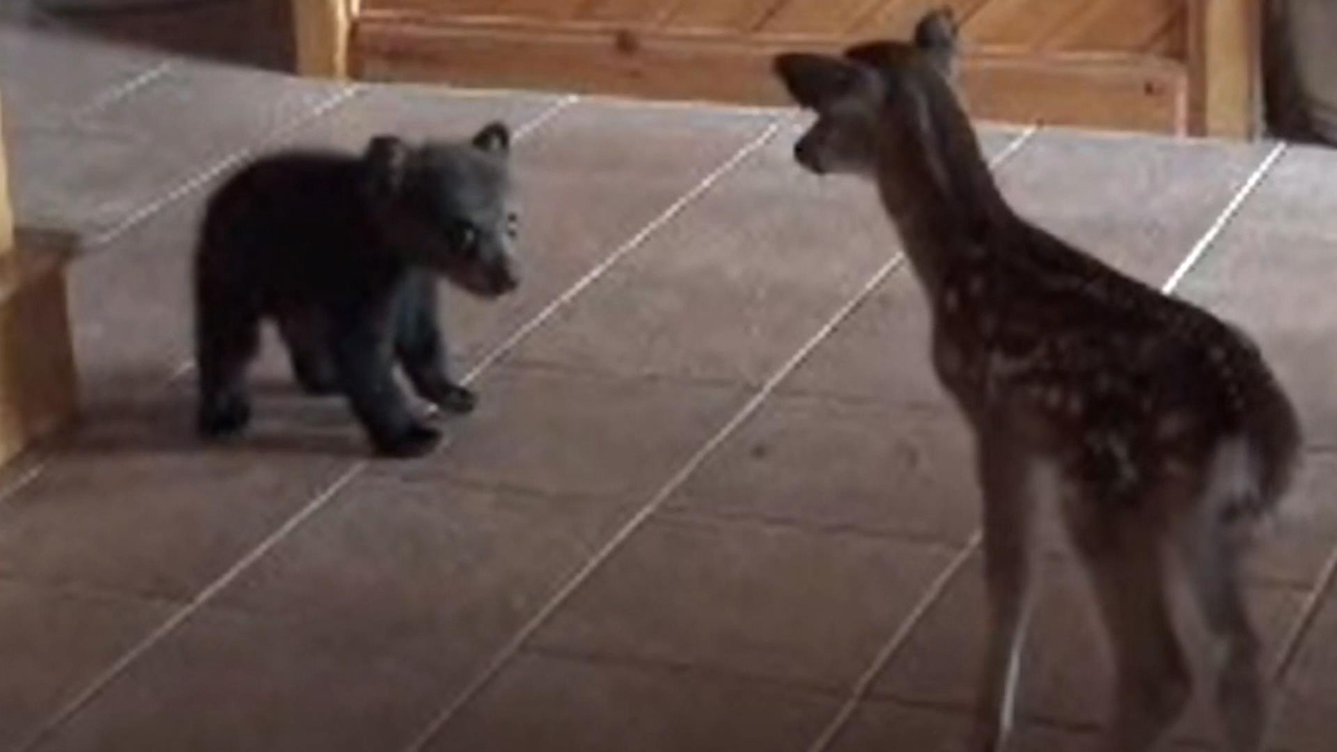 Watch A Baby Bear Named Boog Make Friends With Deer