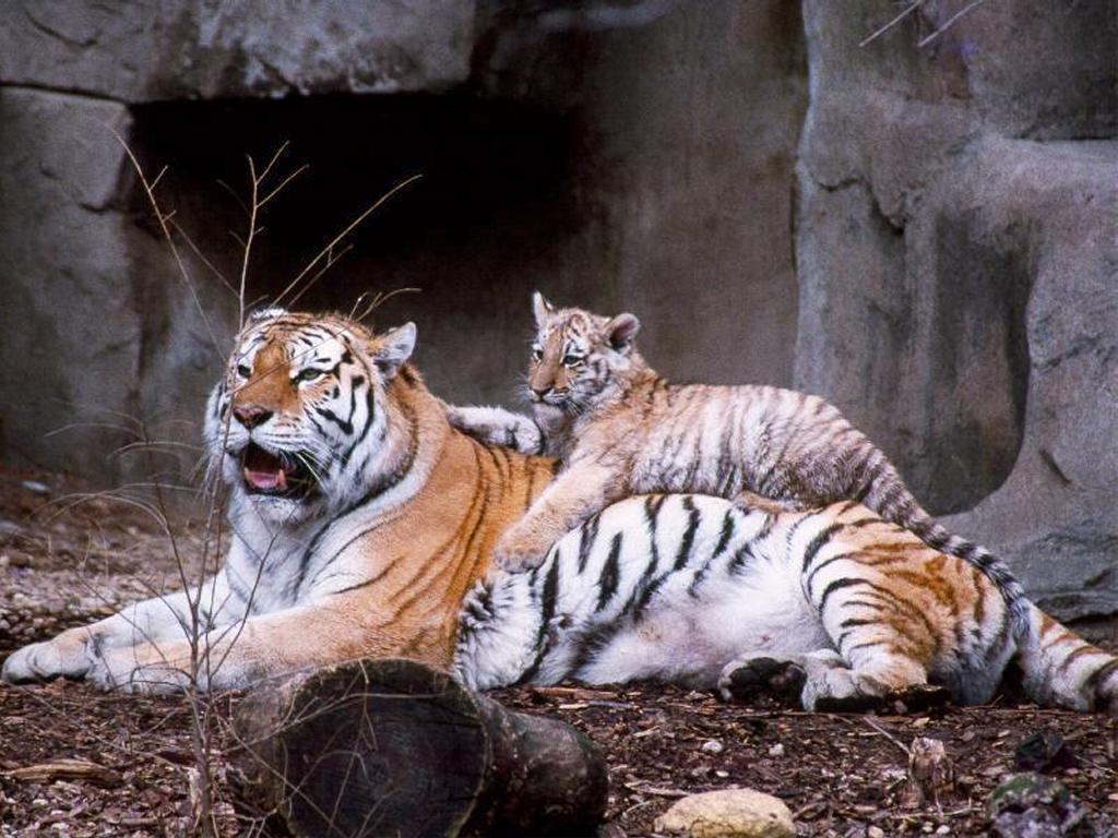 Big Cats Image Cat Wallpaper HD And Background