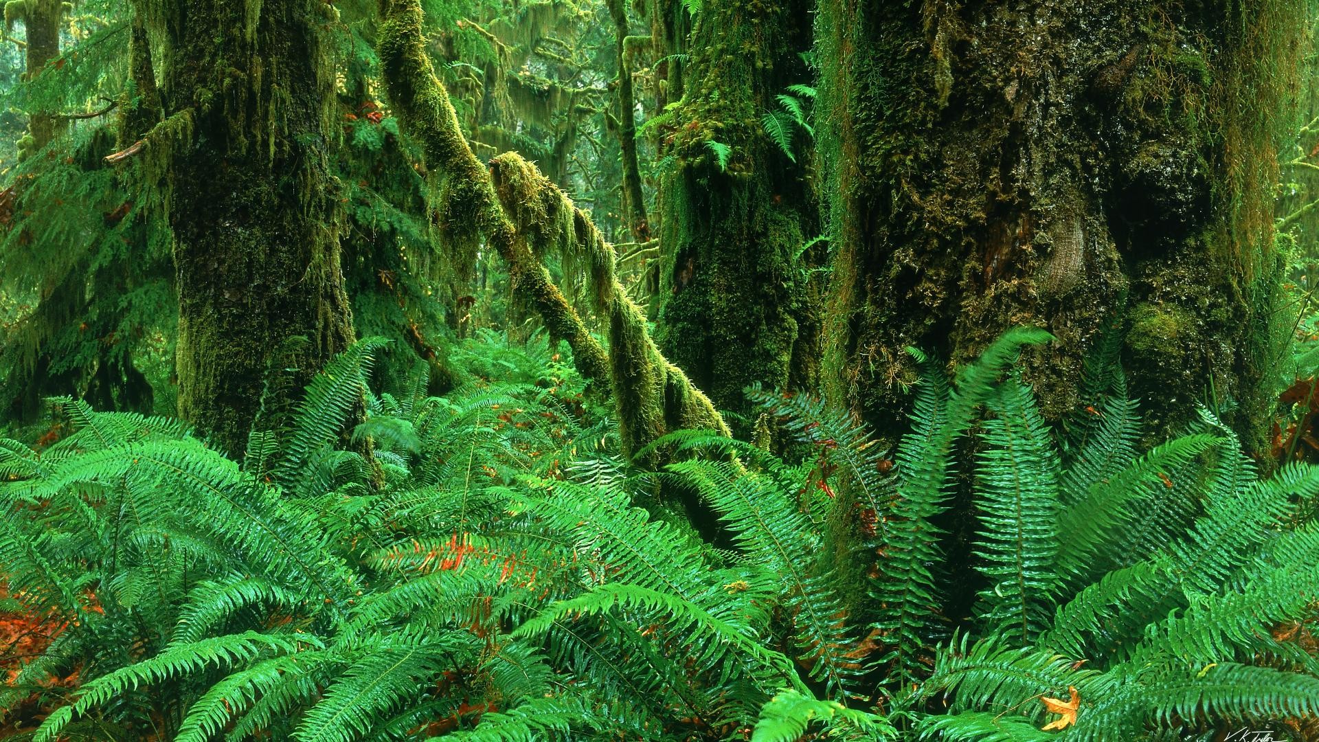 Rainforest Background Wallpaper