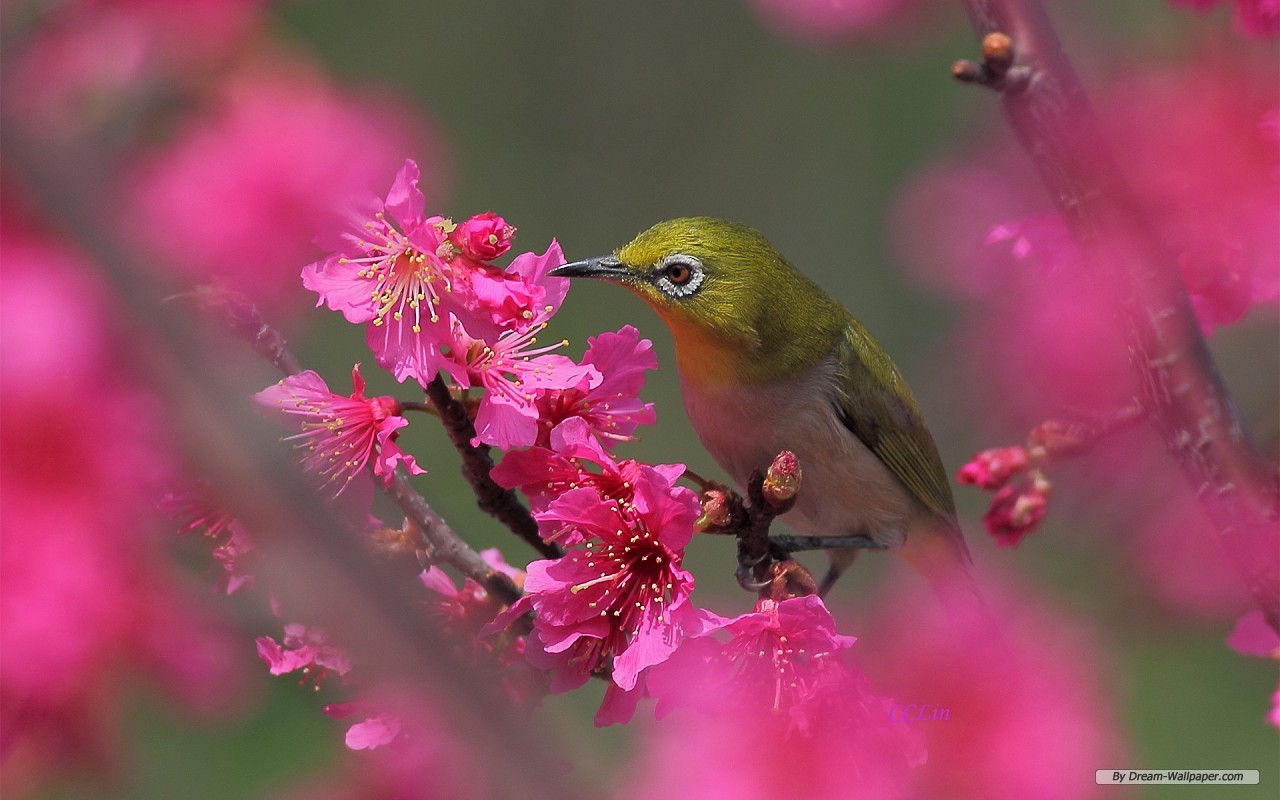Wallpaper Animal Spring Flowers And Birds