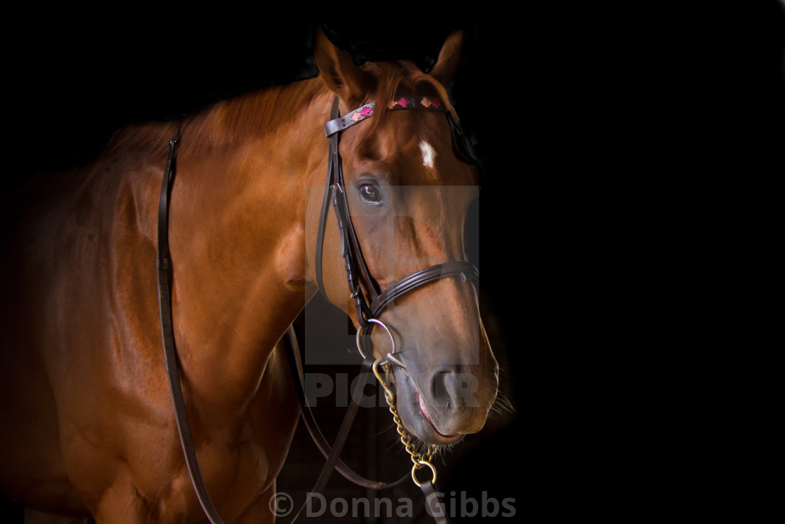Racehorse With Black Background License Or Print For