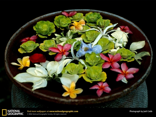 National Geographic Flowers Wallpaper