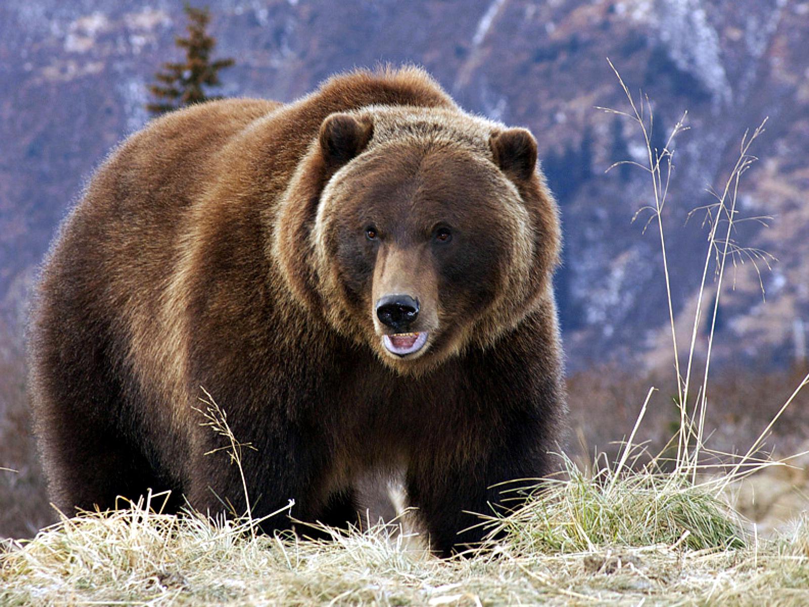 Bear Grizzly Wallpaper Background Image