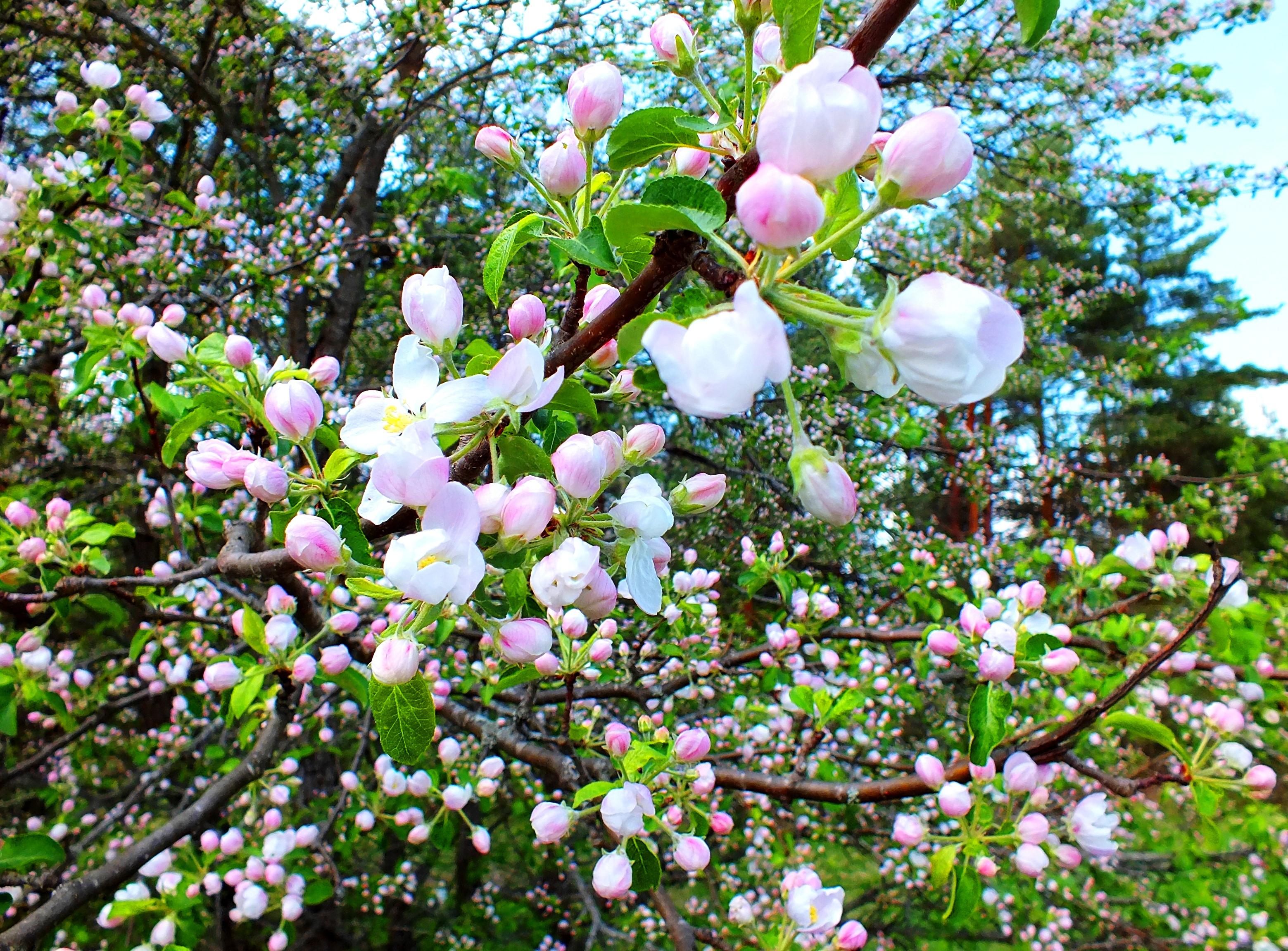 Apple Tree Flowers Wallpaper HD