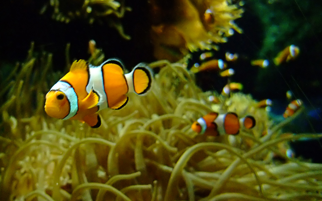 Percula Clownfish Screensaver And Wallpaper Pictures