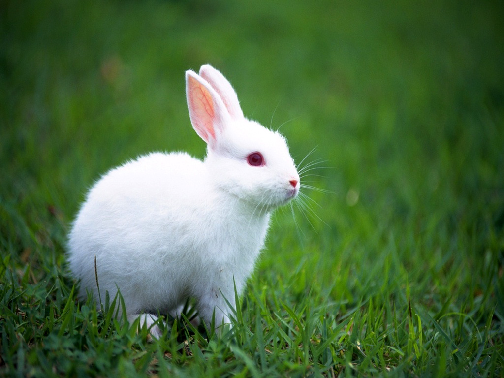 Rabbits Wallpaper Bunny Desktop Best HD