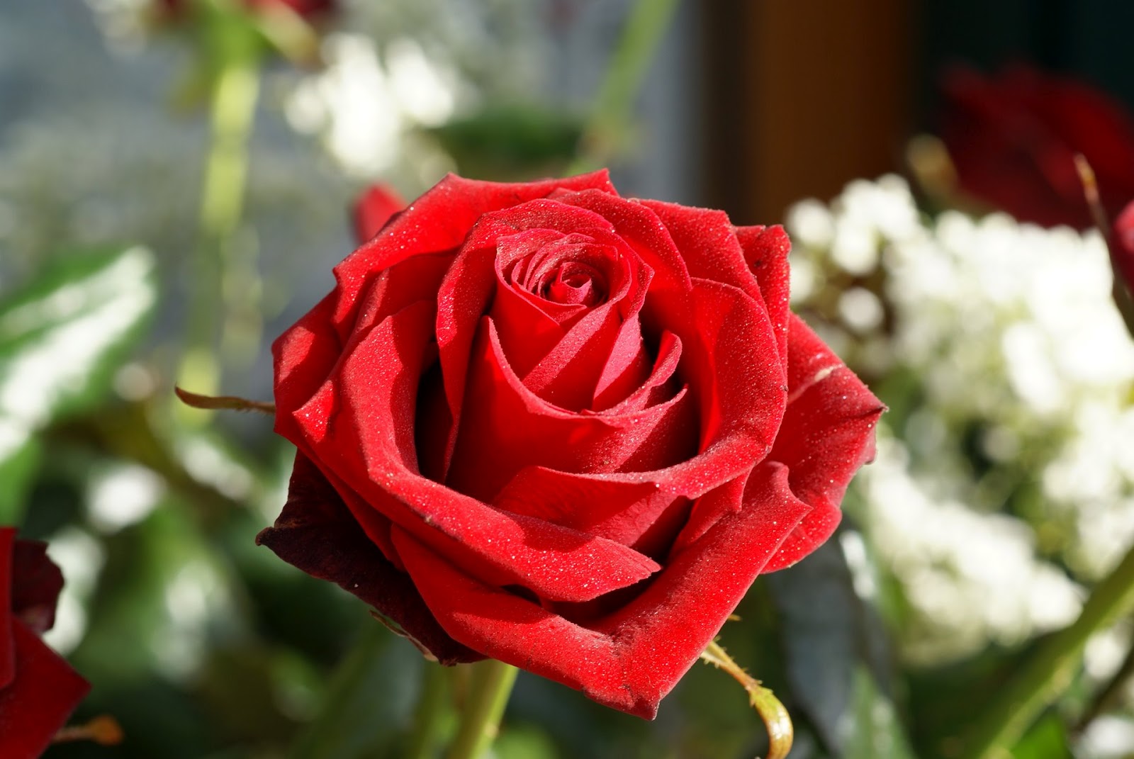 Rose Roses Valentine Day Valentines Desktop Wallpaper
