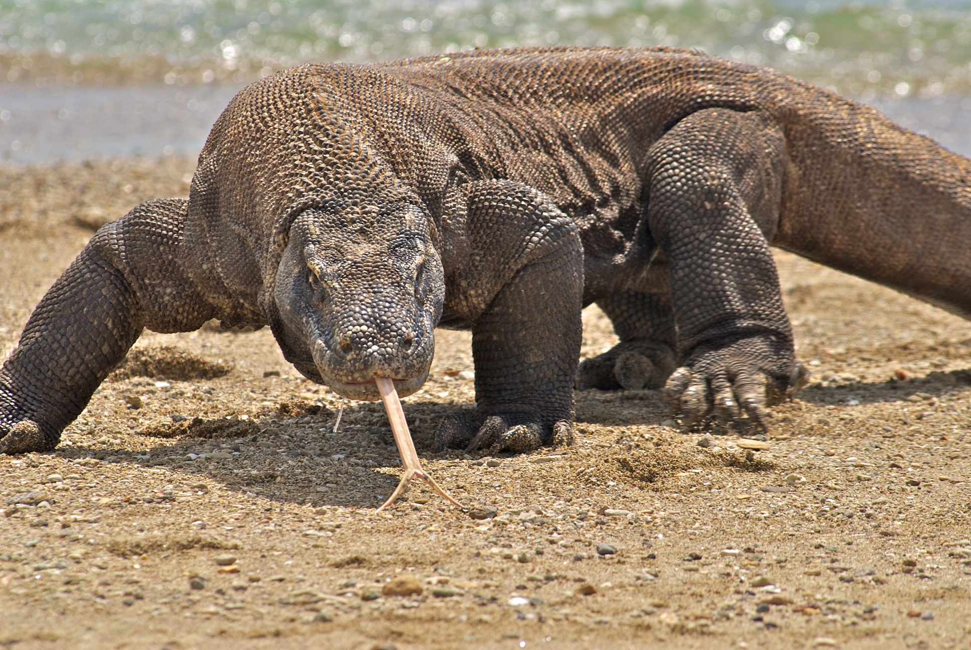 The Komodo Dragon Drinks By Sucking Water Into Its Mouth Via Buccal