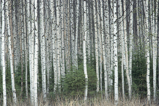 Trend Alert Birch Trees Out of the Forest POPSUGAR Home 550x367