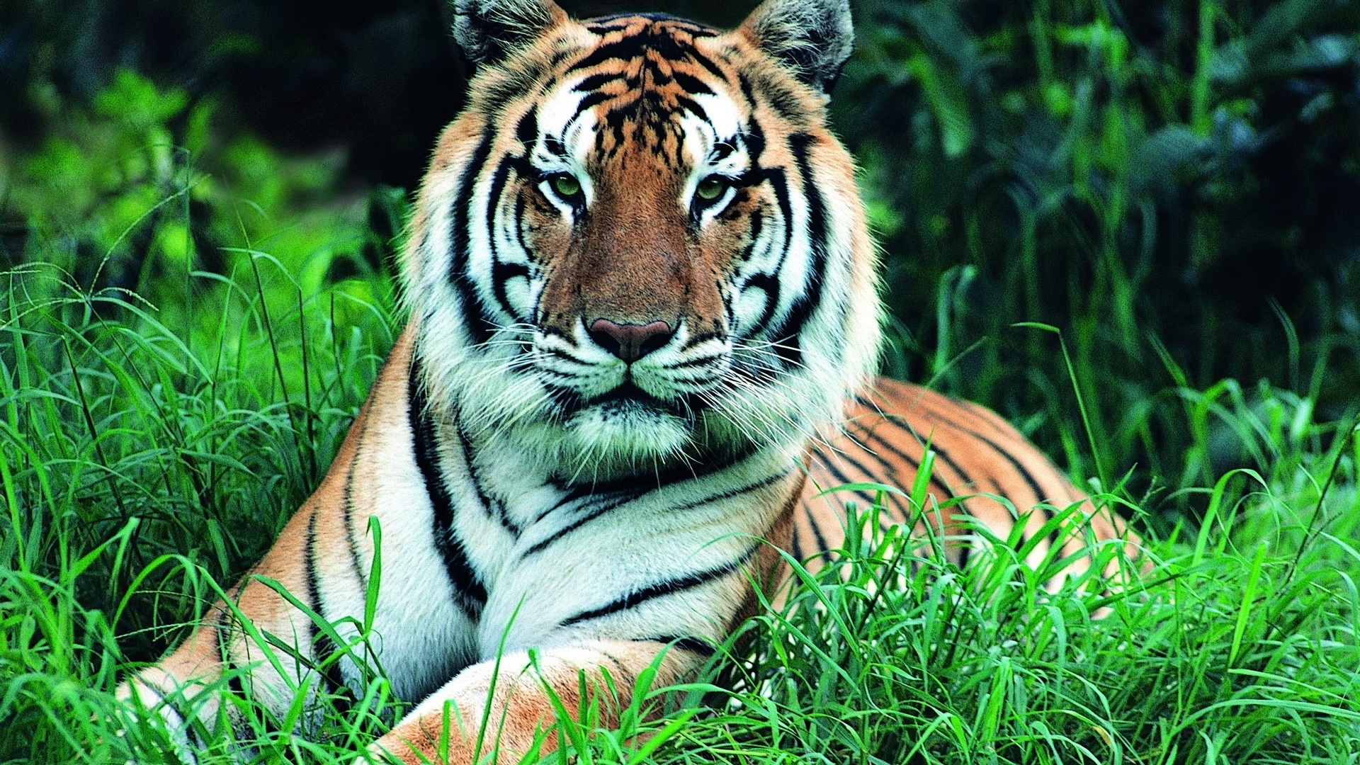 Tigers Background Wallpaper