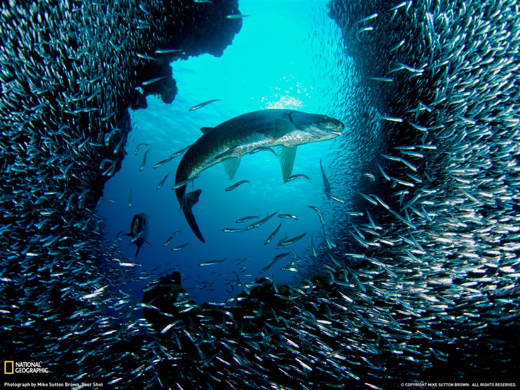 And Sea Fish Grand Cayman National Geographic Wallpaper Selected Html