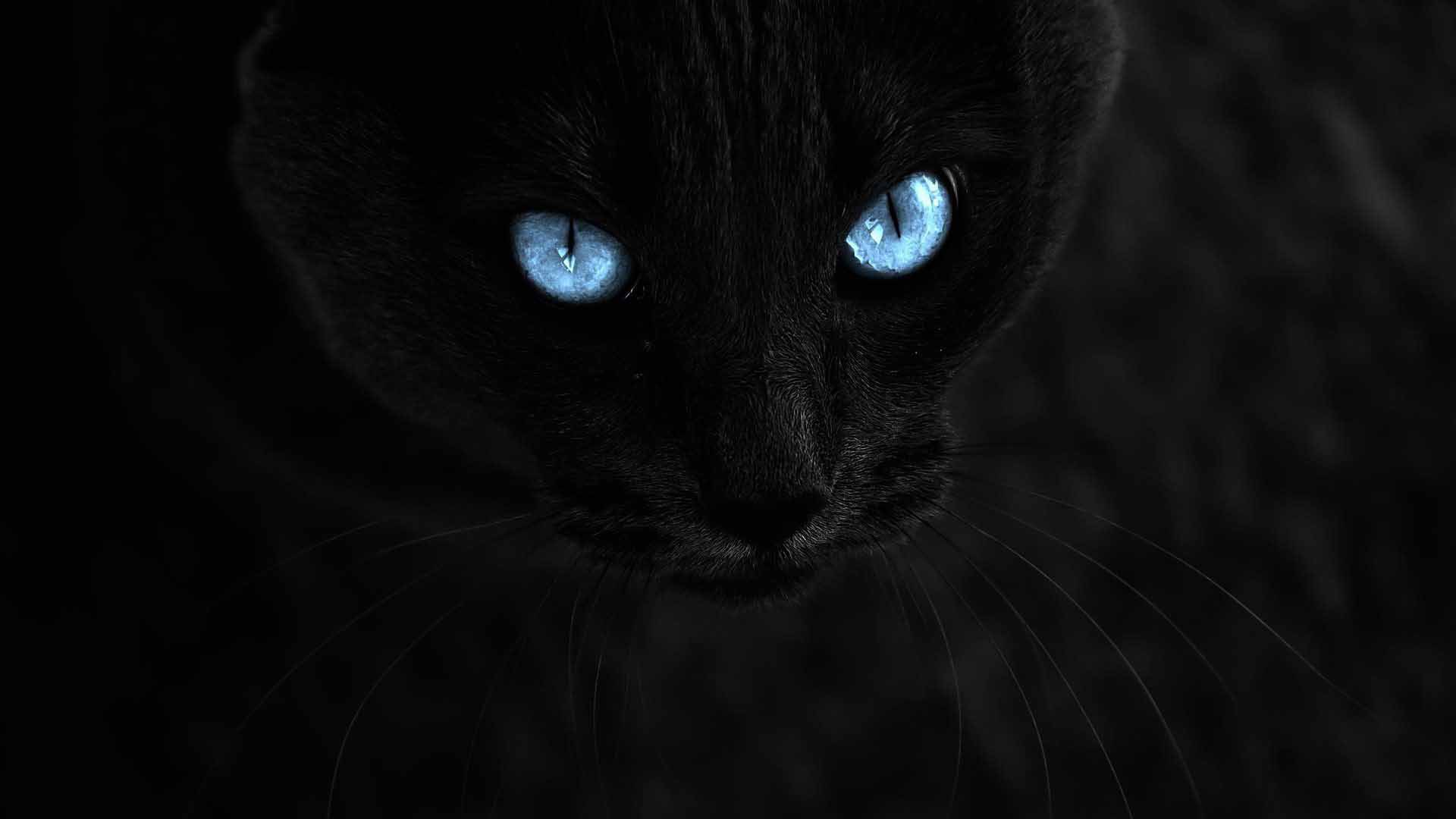 Black cat with blue eyes on a black background wallpapers and images 1920x1080