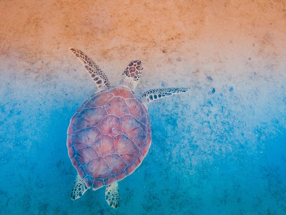 Sea Turtle Pictures Image