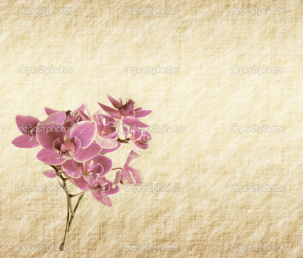 Vintage Wallpaper Background With Orchid Stock Photo Wu Kailiang