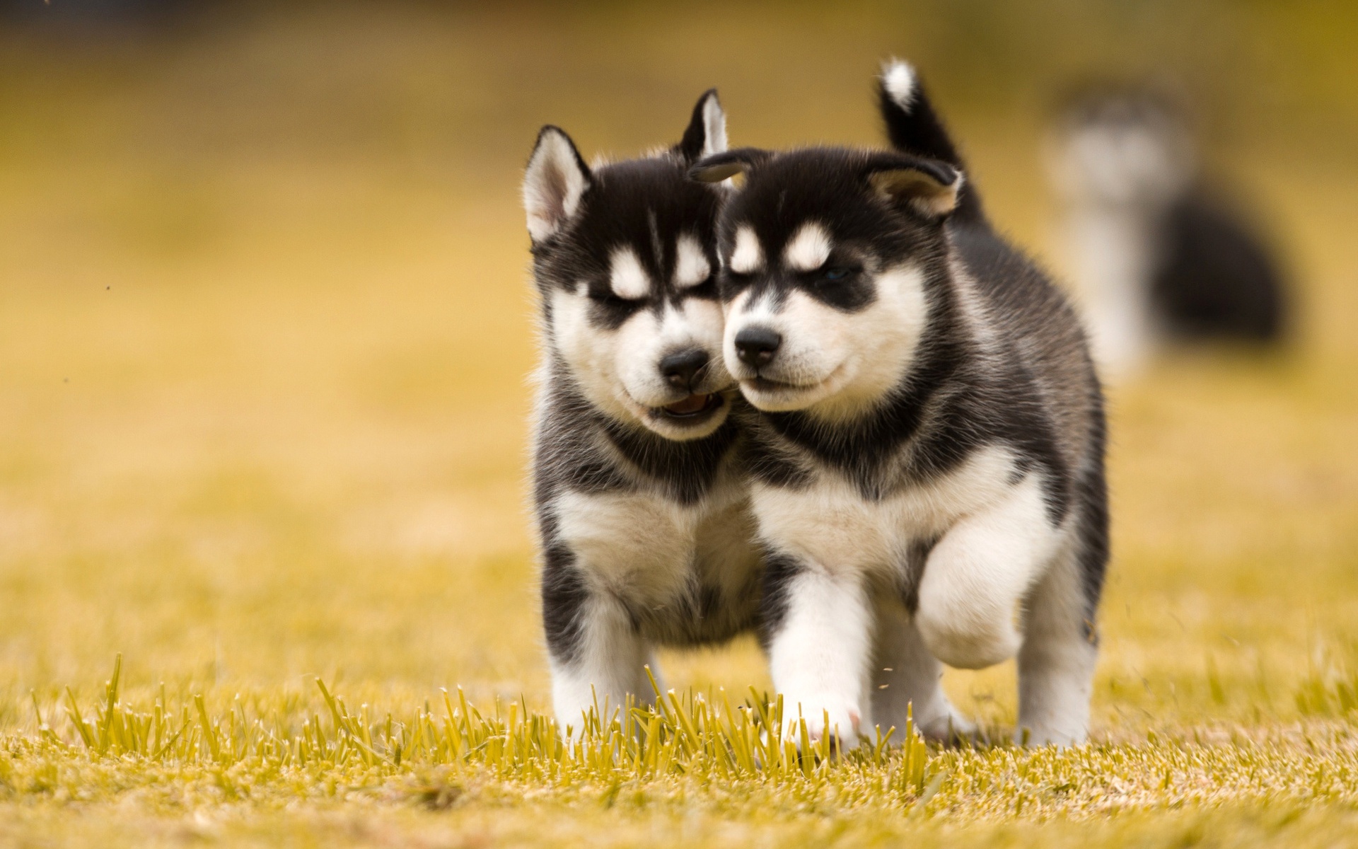 Two Husky Dog Puppies X Close