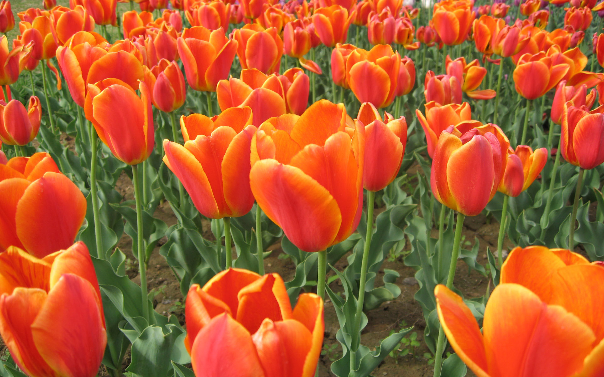 Try It Now Related Wallpaper Flowers Tulip Tulips This Is