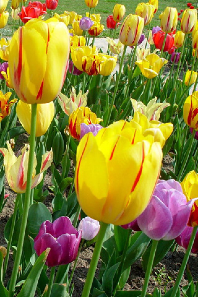 Tulip Garden Iphone Hd Wallpaper