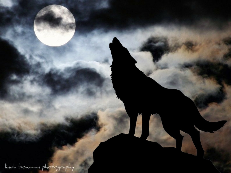 Moonwolves moon wolves wolfs rain 1440x1080 wallpaper Moons