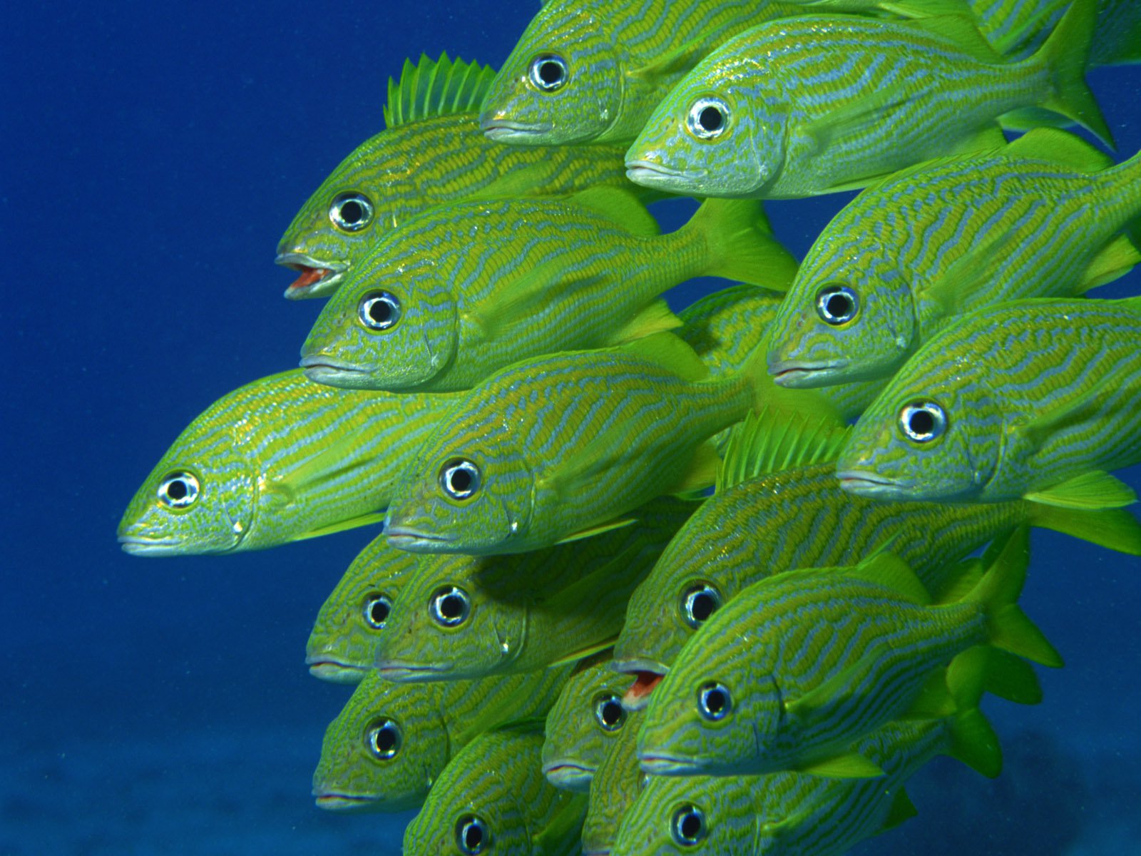 Of Green Fishes Wallpaper Underwater