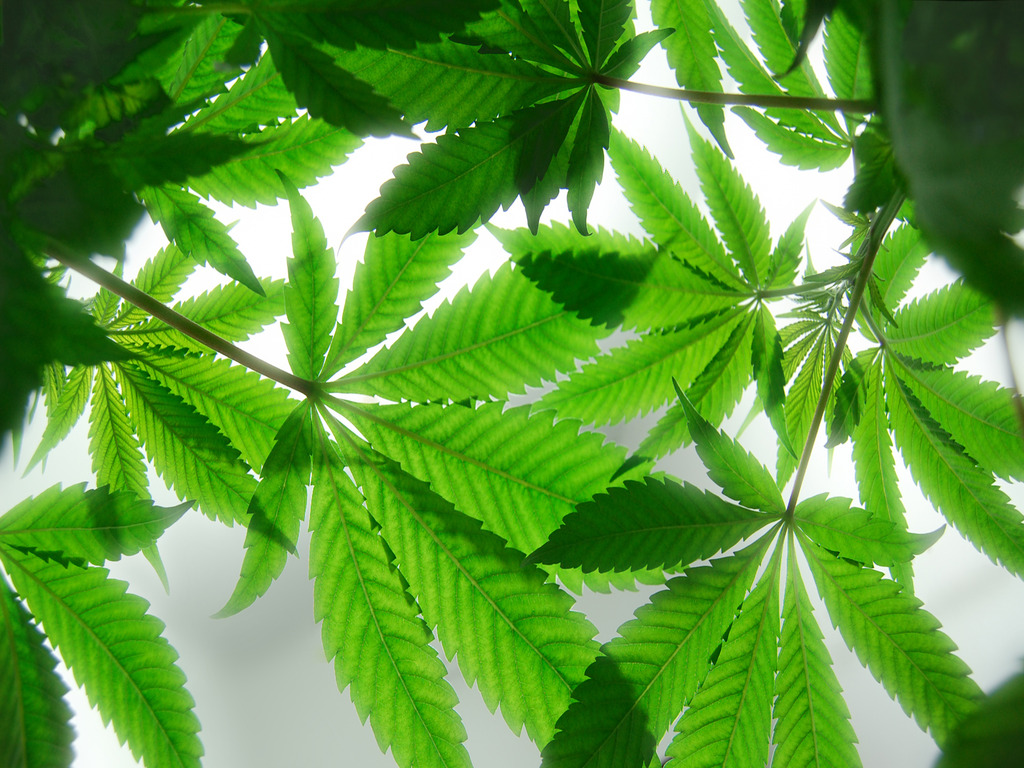 List Of Top Marijuana News Cannabis Culture Image