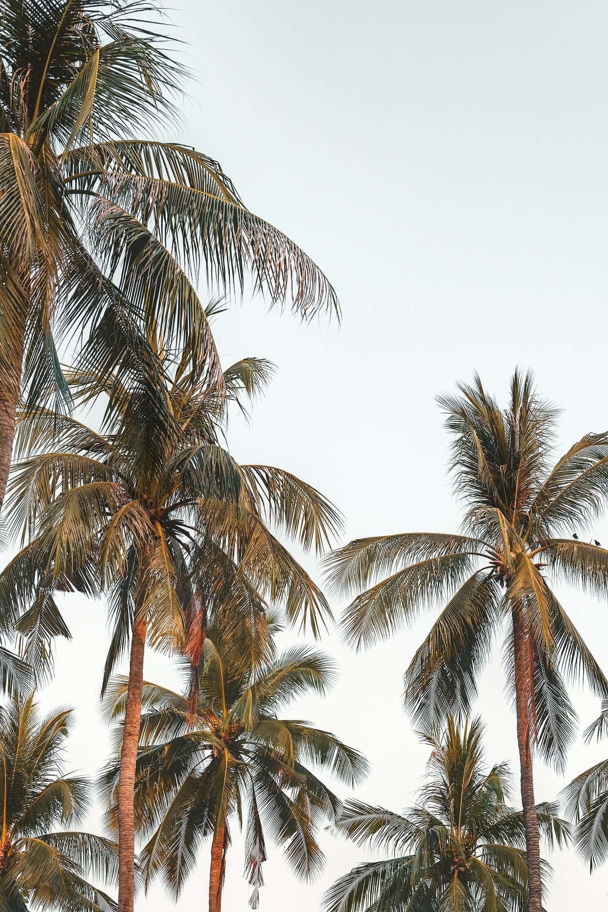 Tranquil Coconut Tree Scenery Wallpaper