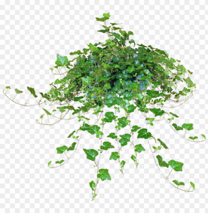 Hanging Plant Sunshine3 Plants Png File Image With