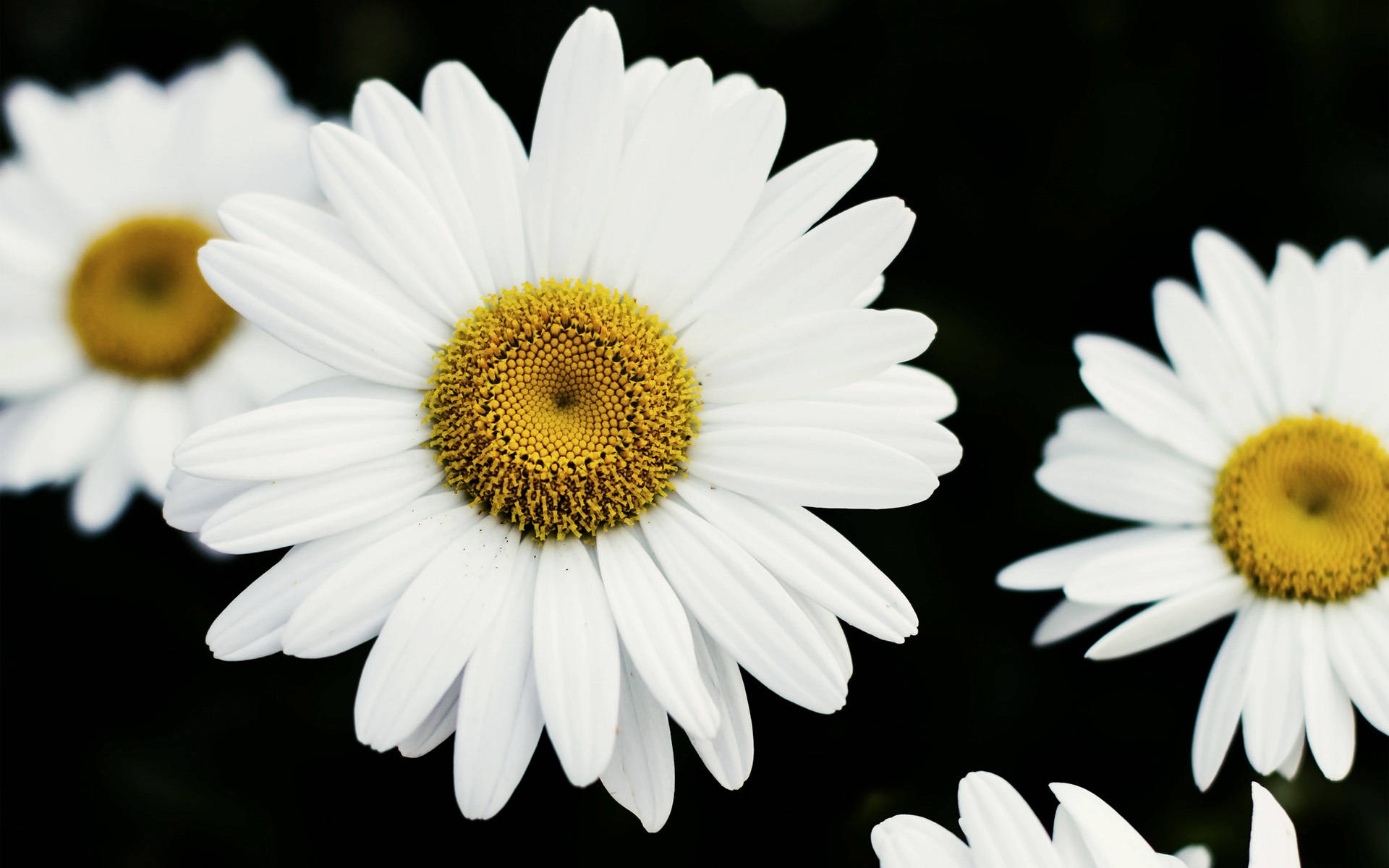 Daisy Aesthetic Computer Wallpaper