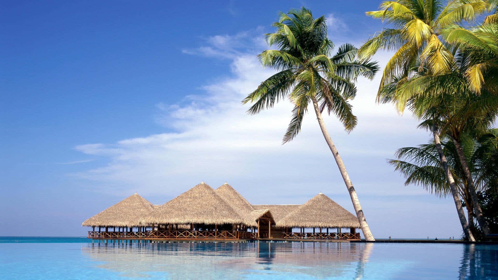 Palm Tree Beach Wallpaper