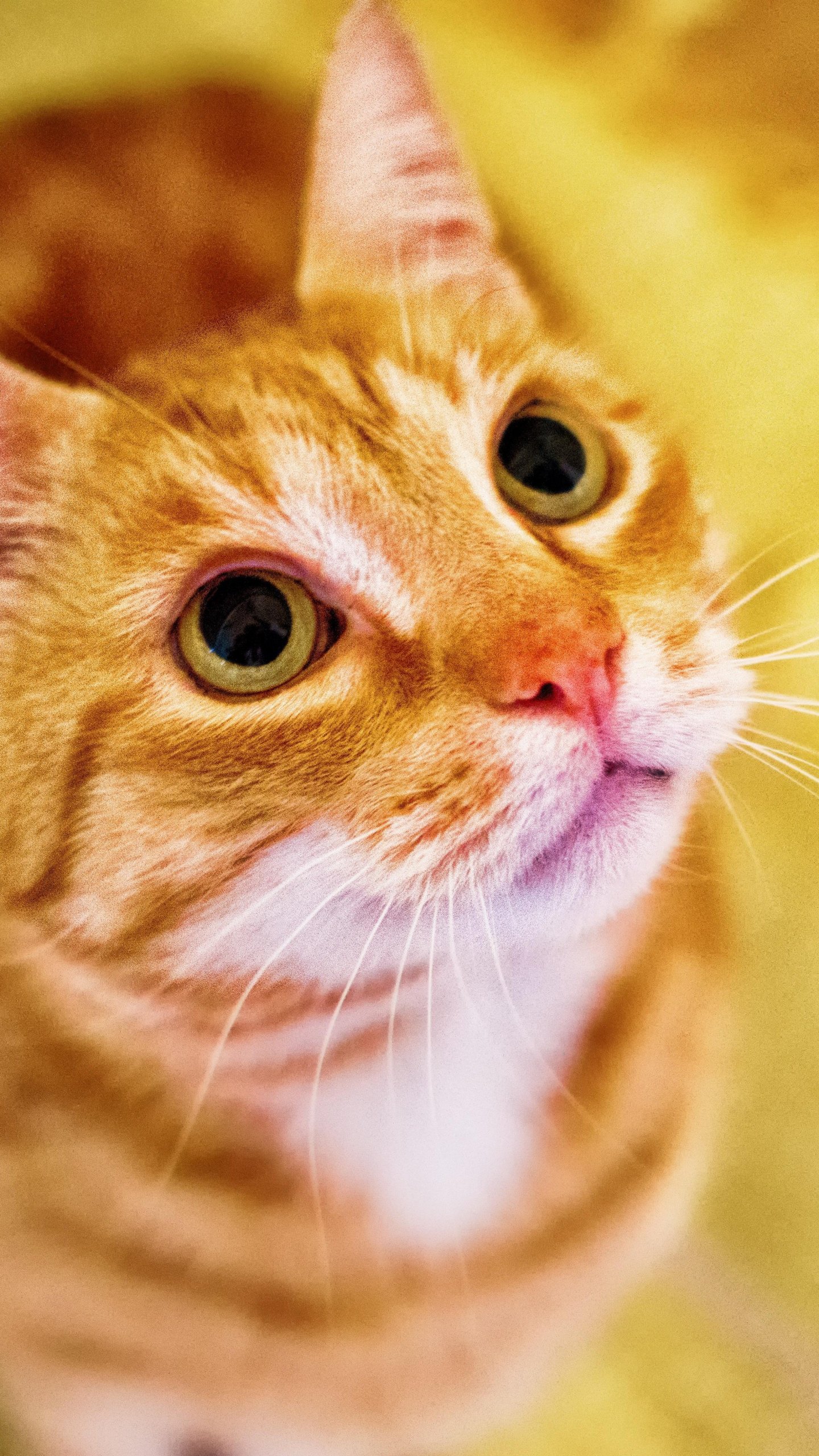 Orange Cat Looking Up Wallpaper iPhone Android Desktop