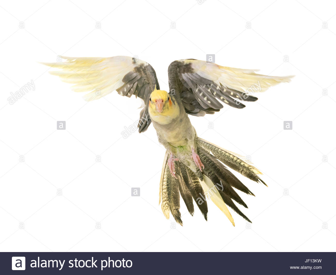 Flying Cockatiel In Front Of White Background Stock Photo