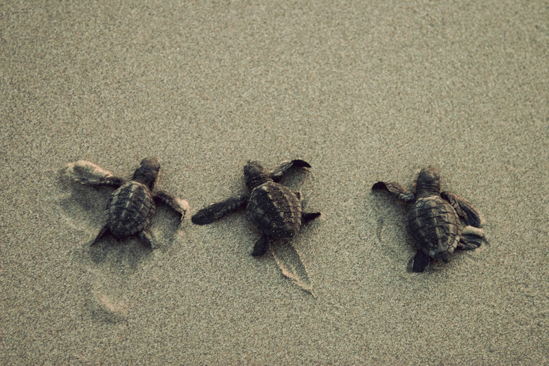 New Research Trash And Nesting Sea Turtles