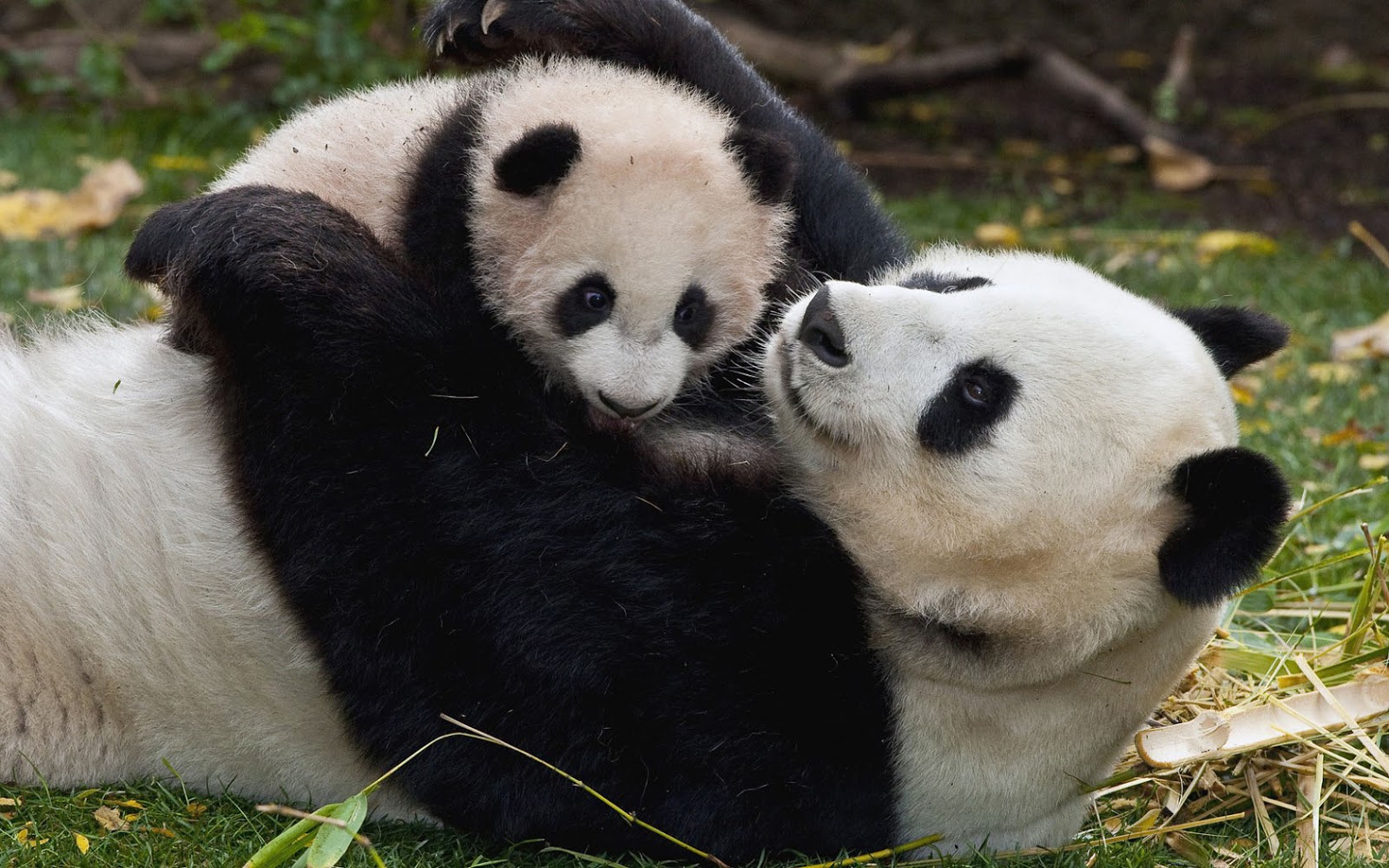 Cute Photo Of A Mama Panda Bear With His Baby HD Animals Wallpaper