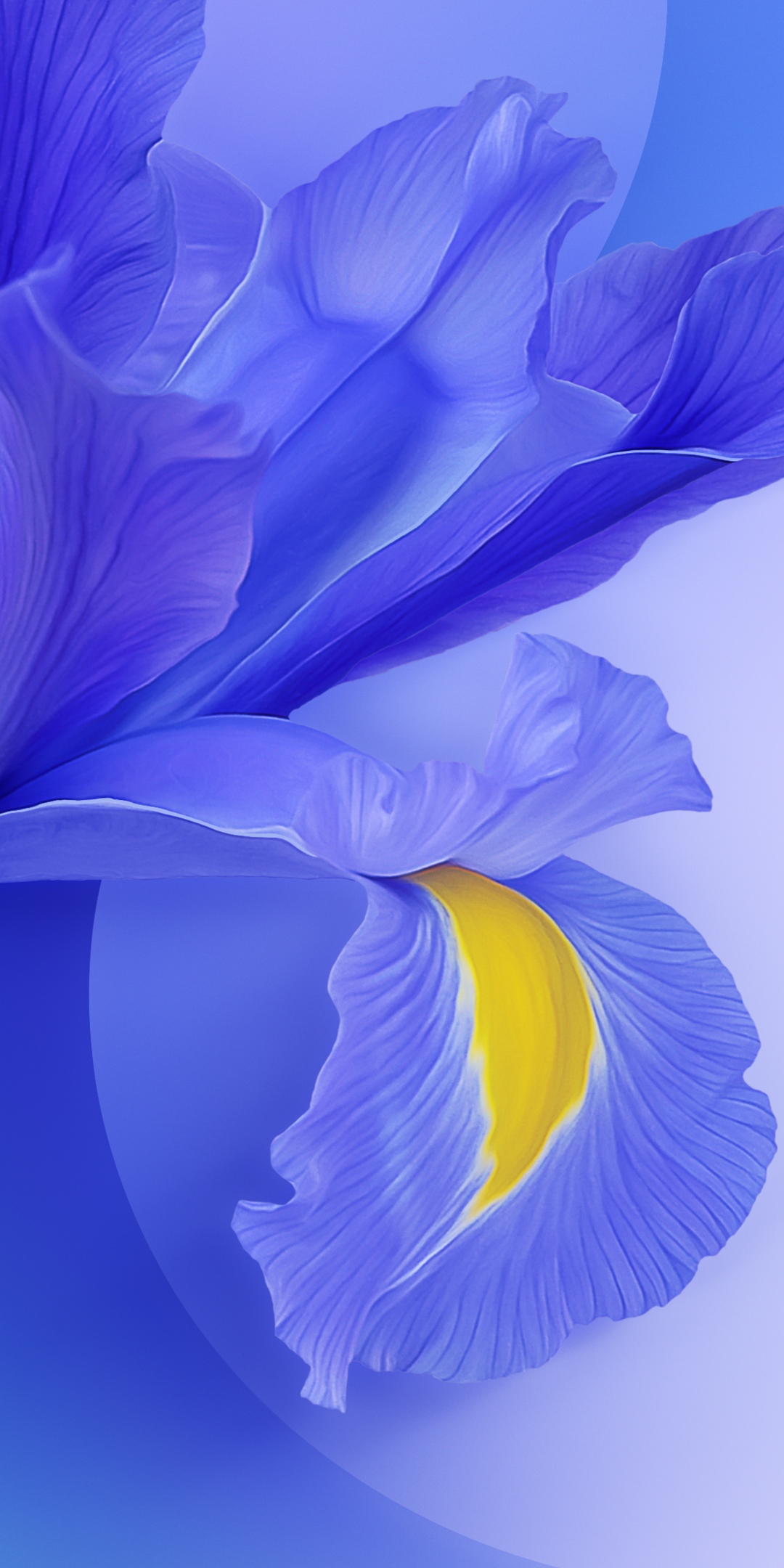 Close-up of a vibrant blue iris flower with a yellow center, showcasing the delicate texture of its petals against a soft blue gradient background