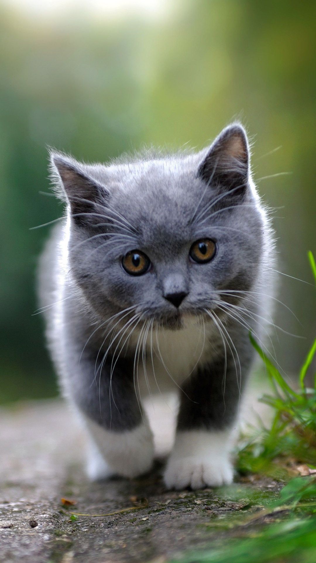 Cute Grey Kitten Animals iPhone Wallpaper
