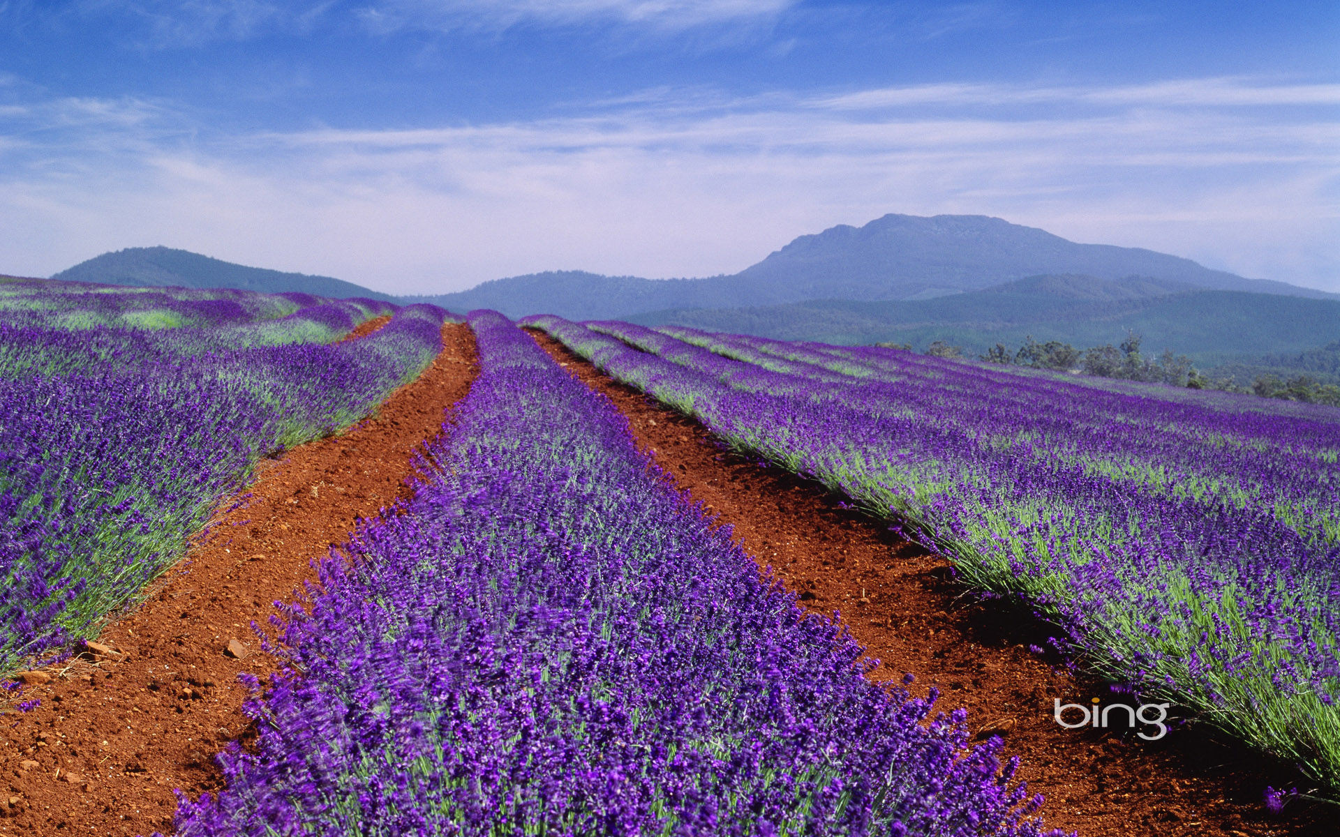 Lavender Field In Tasmania Australia HD Wallpaper