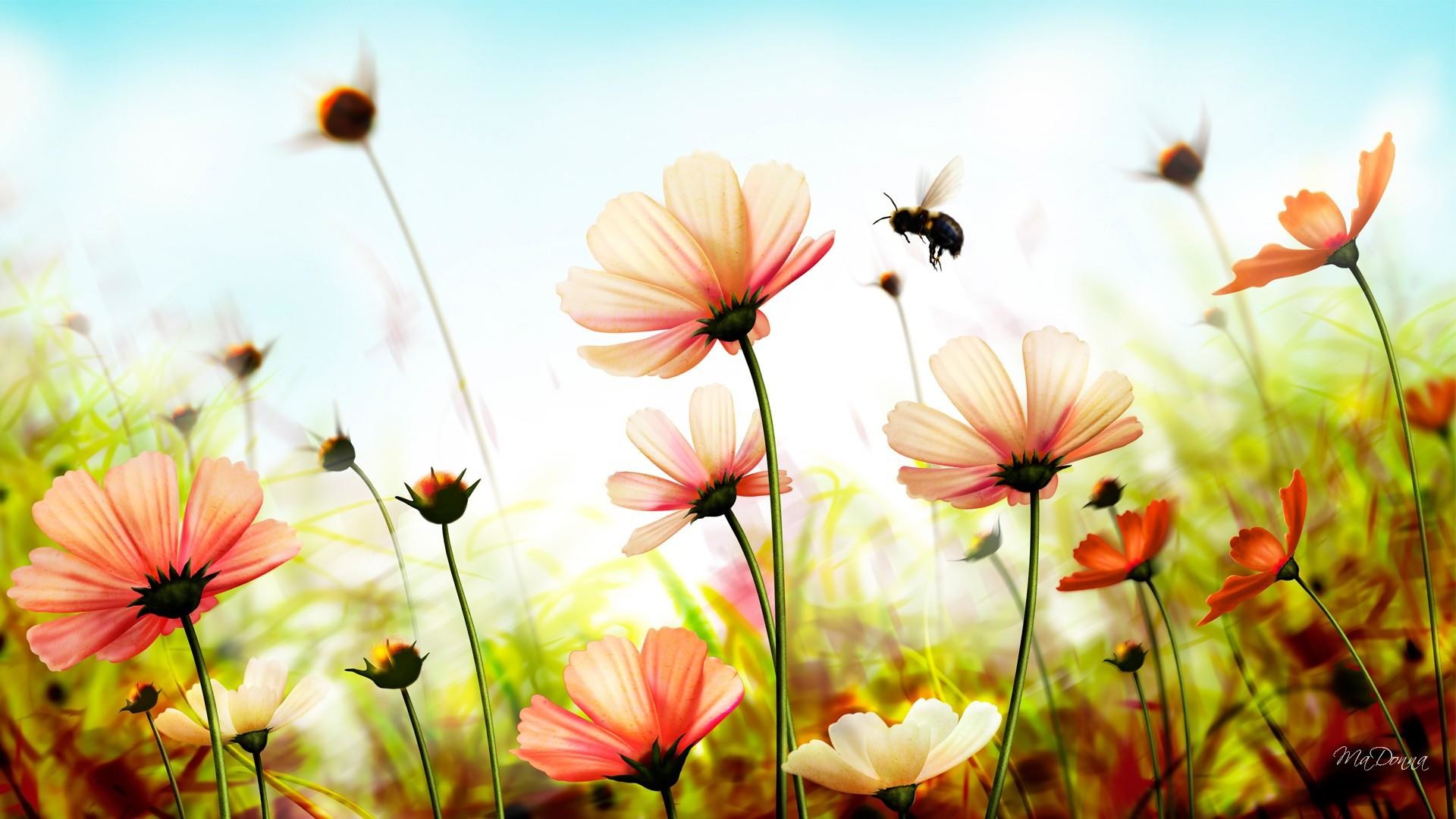 Summer Flower Backgrounds 54 pictures 1920x1080