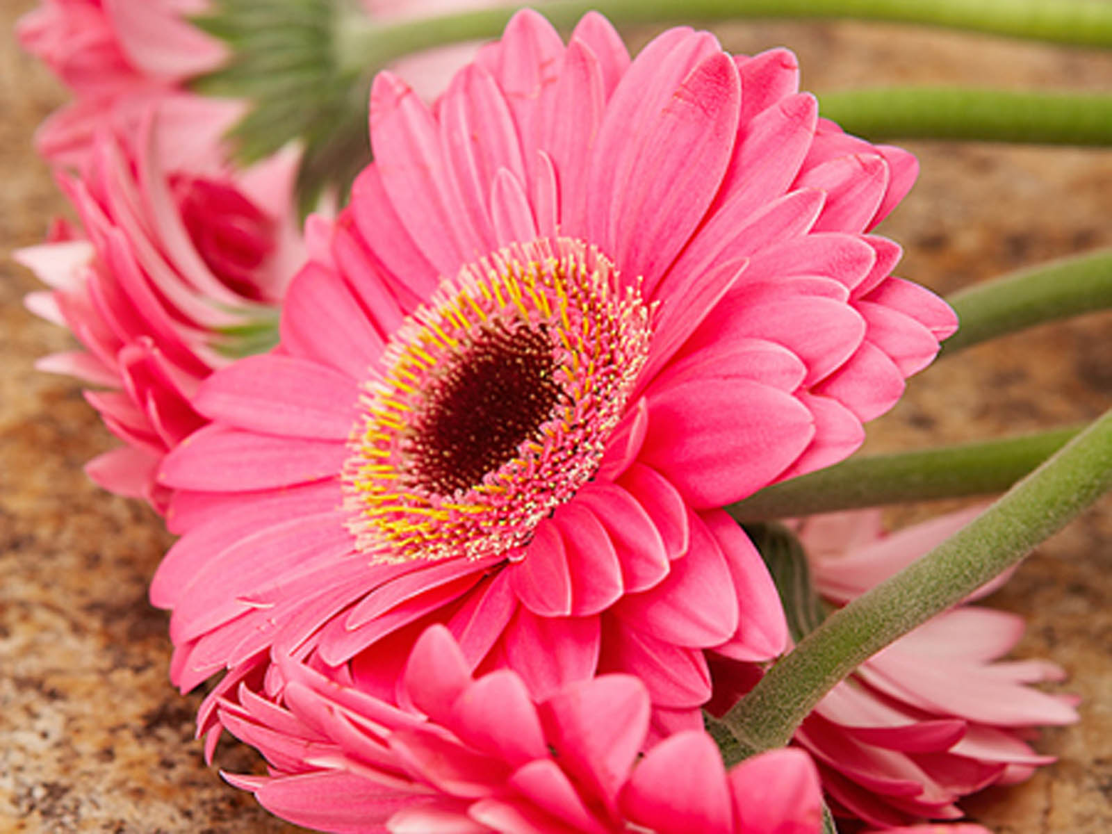 pictures of pink daisy pink daisy colorful flowers pictures pink daisy