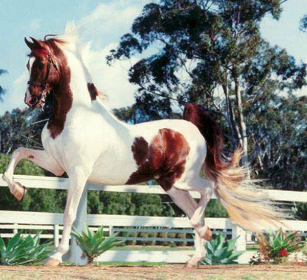 American Saddlebred Mare Horse Animals Picture