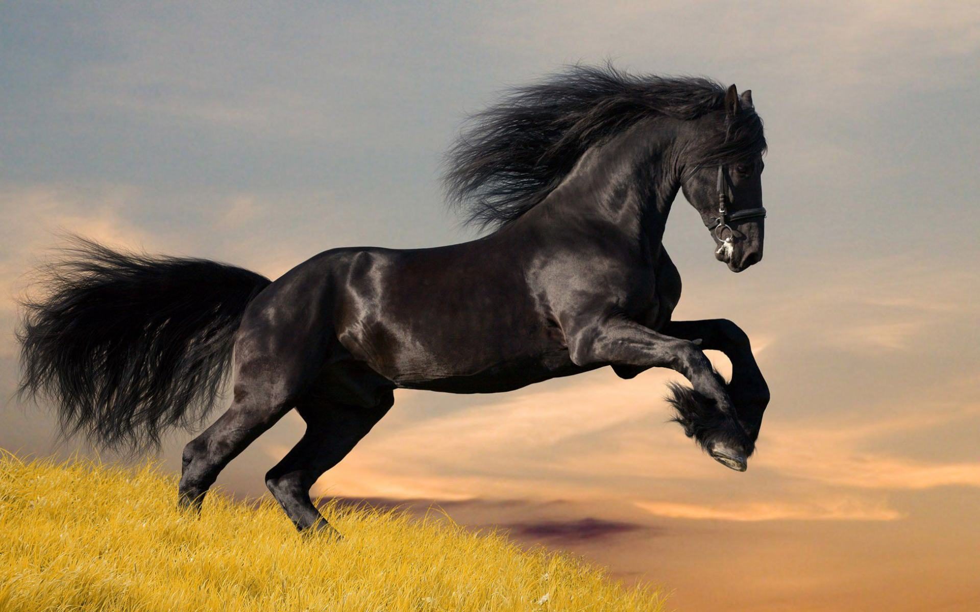 Black Color Strong Wild Horse Wallpaper For Desktop