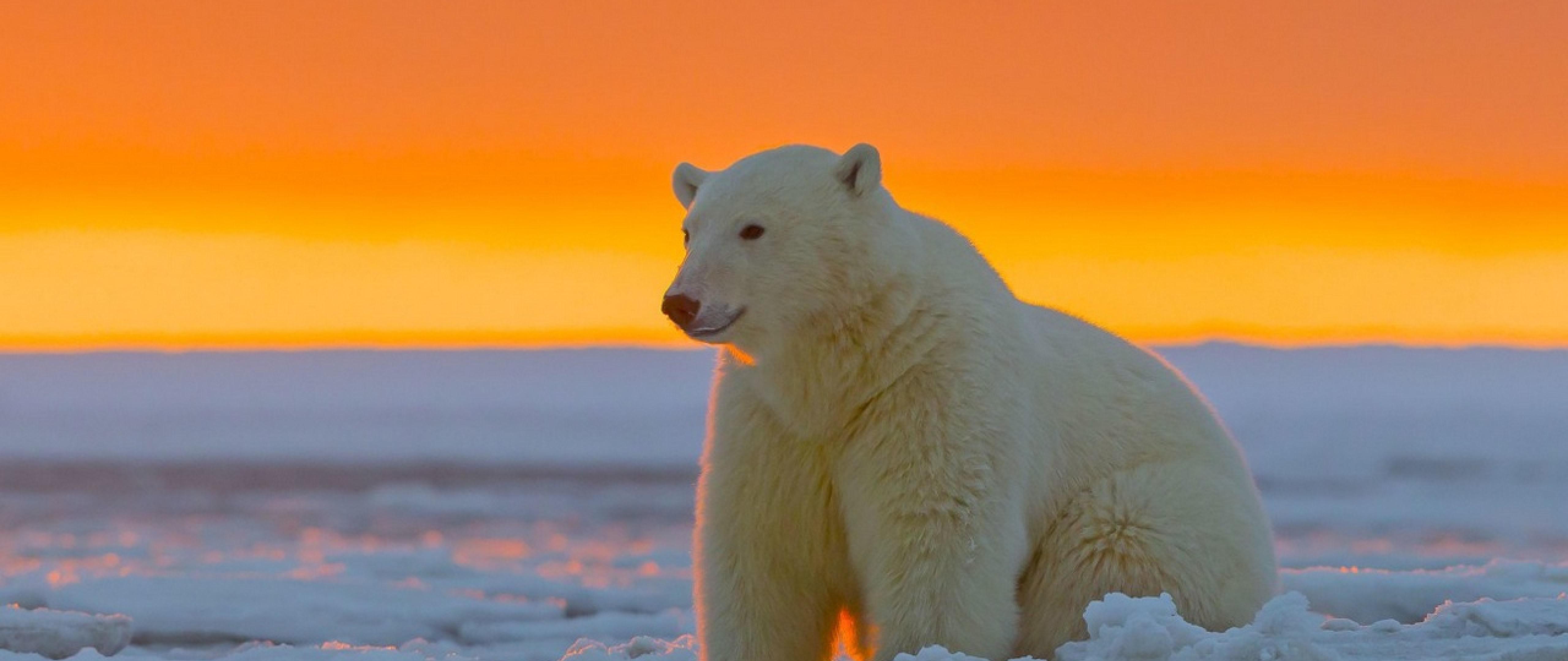 Polar Bear At Alaska HD Wallpaper 4k Ultra Wide Tv