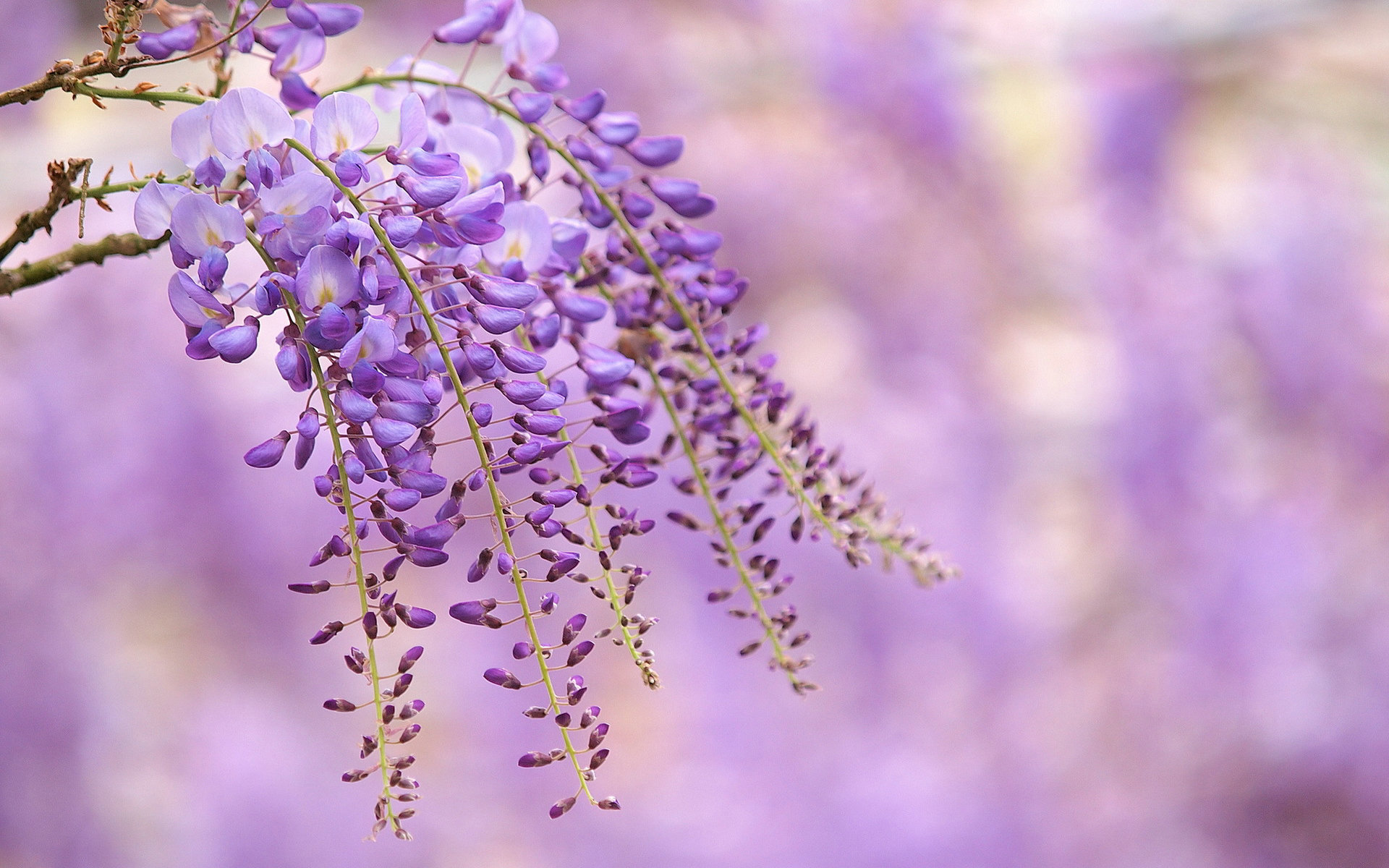 Pics Photos Related Pictures Wisteria Tree Wallpaper