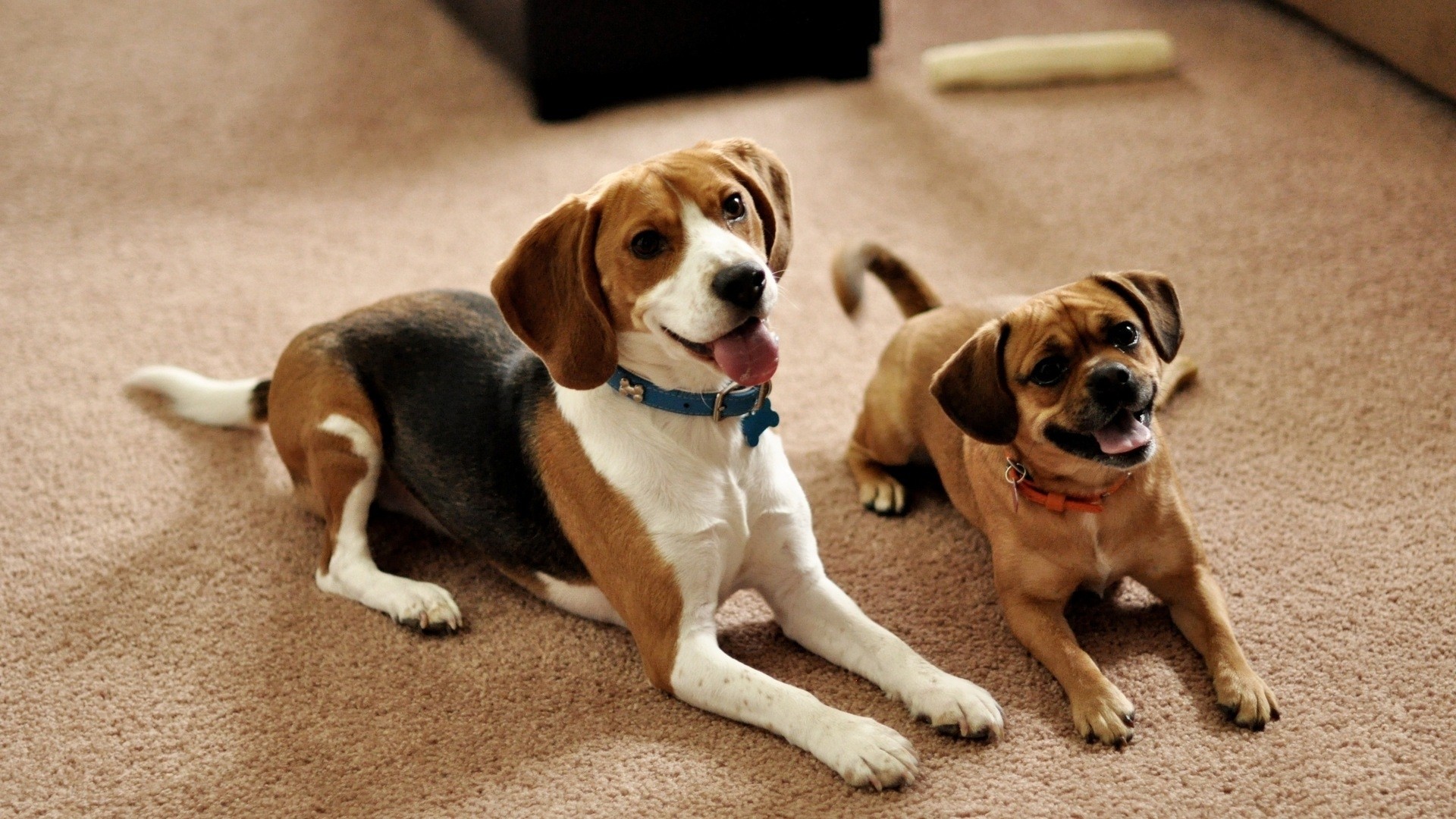 Beagle Puppy Wallpaper Desktop Size Amazingpict