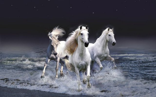 High Resolution Wild Horses Desktop Laptop Wallaper Listed In Animal